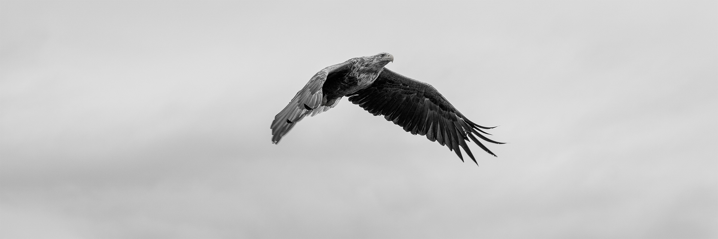 Havørn i flukt mot en dempet grå himmel